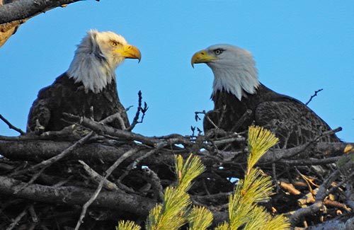 Bald Eagles nest site at Cressy - photo by P. Wallace