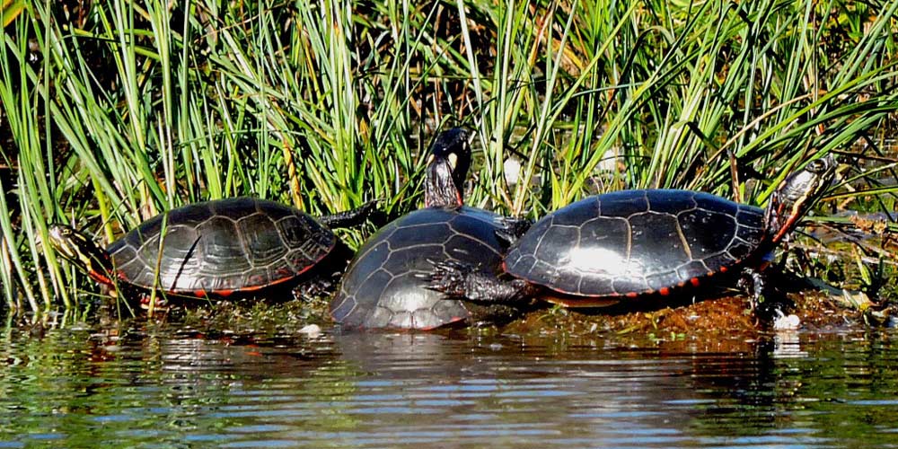 Painted turtles Danforth Marsh - photo by S. Smith