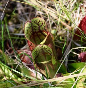 Pitcher Plant - photo by S. Banks